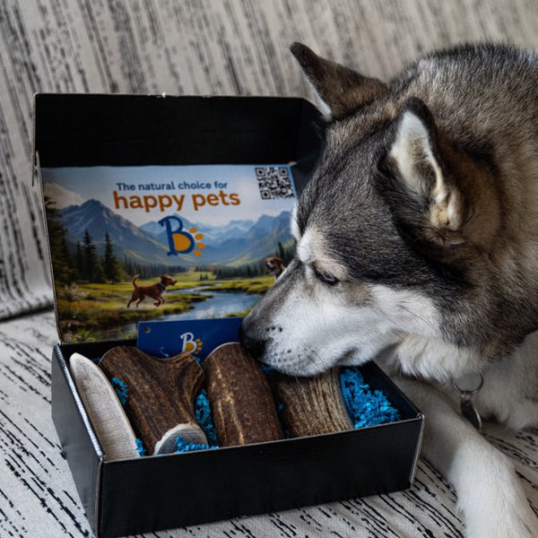 Elk Antler Dog Chew Split Box