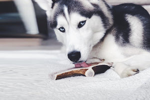 Husky Dog With Split Elk Antler Dog Chew