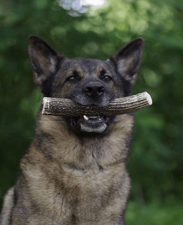 Split Elk Antler Dog Chew