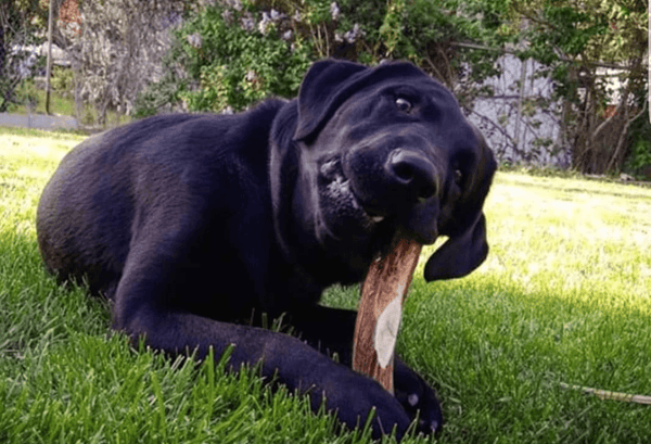 Whole Elk Antler Dog Chew - Blue Paws Products Store