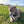 Load image into Gallery viewer, Split Elk Antler Dog Chew