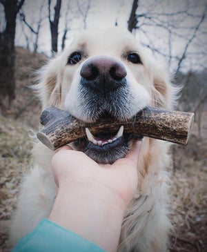 Happy dog with antler chew