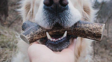 Happy dog with antler chew