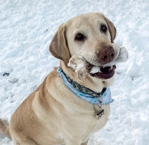 Calm and happy dog with antler chew 