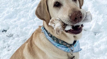 Calm and happy dog with antler chew 