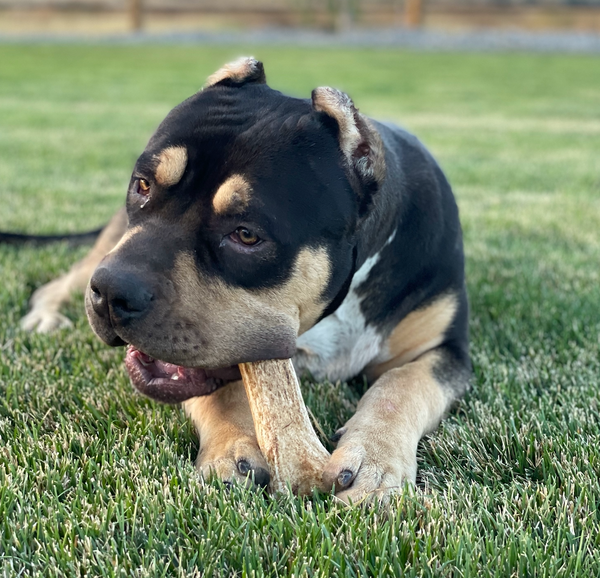 Whole Elk Antler Dog Chew