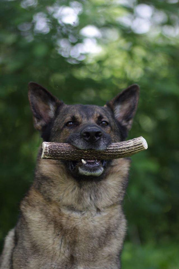 Elk Antler Dog Chew Premium Pack - Blue Paws Products Store