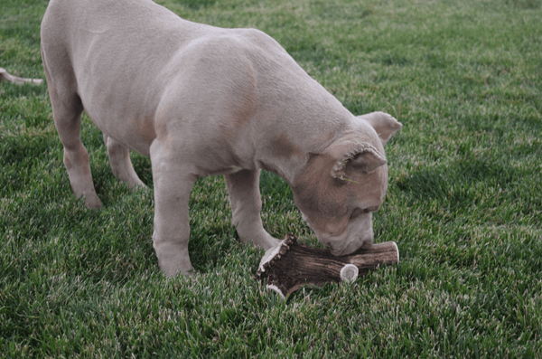 Full Elk Antler Dog Chew