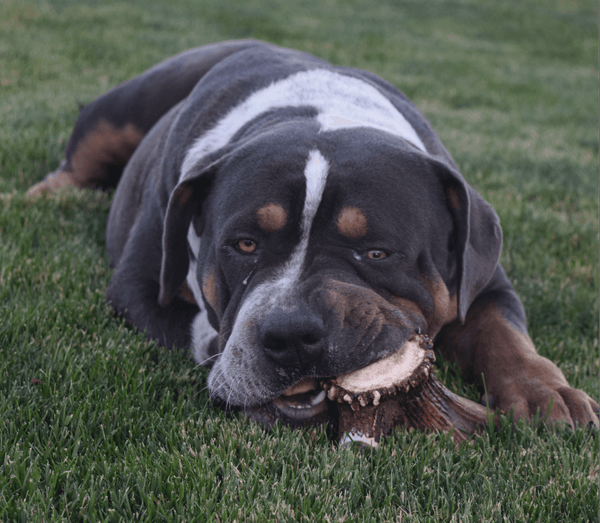 Full Elk Antler Dog Chew