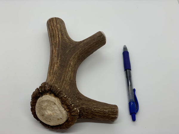 Full Elk Antler Dog Chew - Blue Paws Products Store