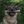 Load image into Gallery viewer, Split Elk Antler Dog Chew
