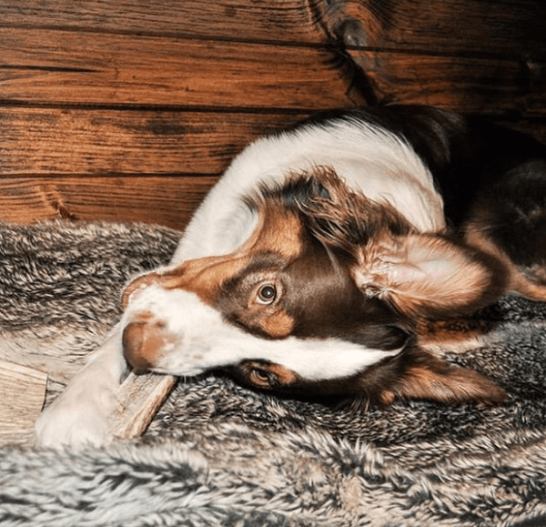 Split Elk Antler Dog Chew