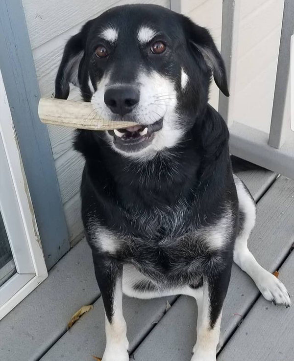 Elk Antler Dog Chew Pack