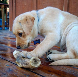 Elk Antler Dog Chew Pack - Blue Paws Products Store