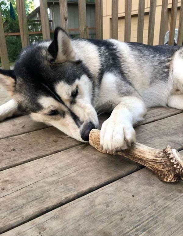 Full Elk Antler Dog Chew - Blue Paws Products Store