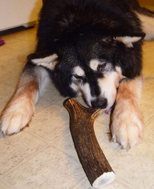 Whole Elk Antler Dog Chew - Blue Paws Products Store