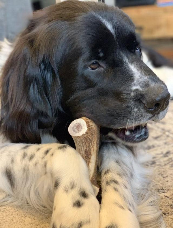 Full Elk Antler Dog Chew - Blue Paws Products Store