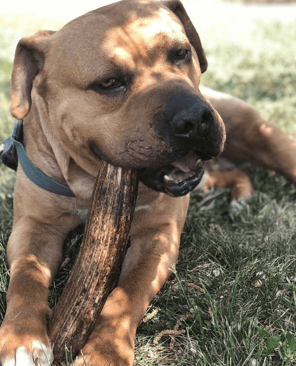 Whole Elk Antler Dog Chew - Blue Paws Products Store