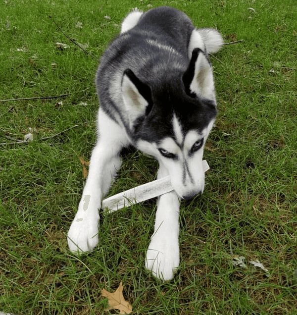 Split Elk Antler Dog Chew - Blue Paws Products Store