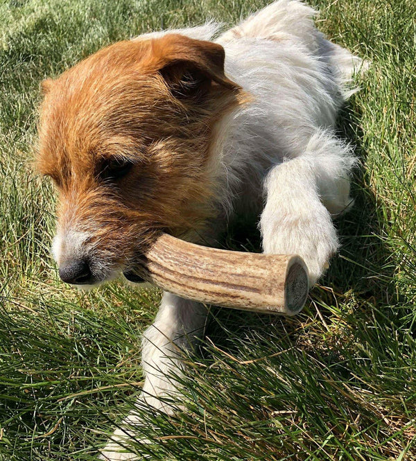 Whole Elk Antler Dog Chew - Blue Paws Products Store