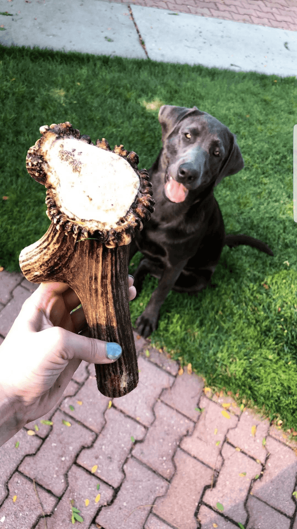 Full Elk Antler Dog Chew - Blue Paws Products Store