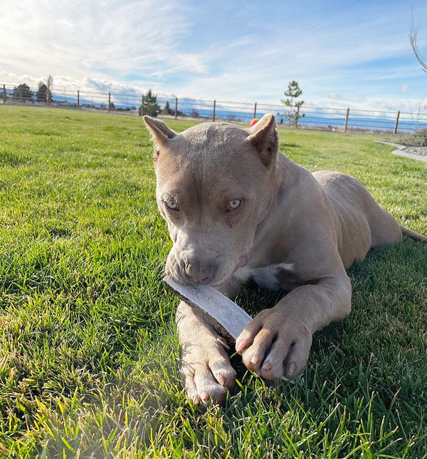 Split Elk Antler Dog Chew