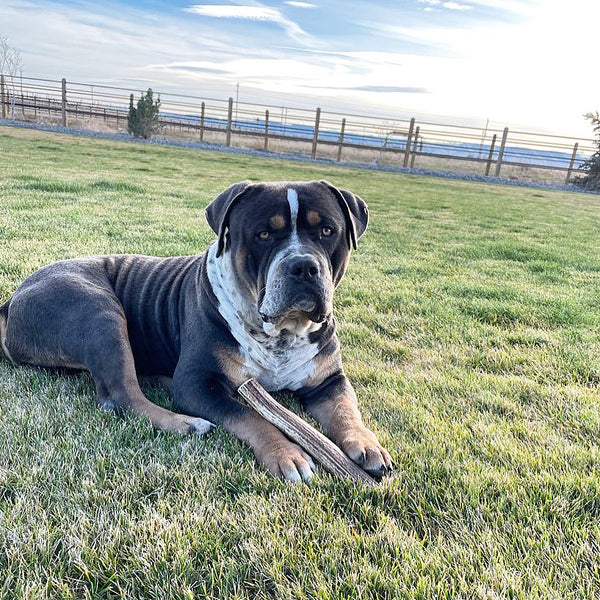 Split Elk Antler Dog Chew