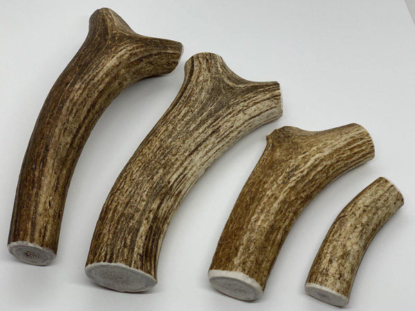 Whole Elk Antler Dog Chew - Blue Paws Products Store