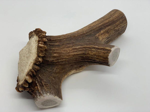 Full Elk Antler Dog Chew - Blue Paws Products Store